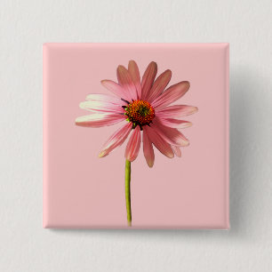 Lila Kone Blume Echinacea purpurea Button