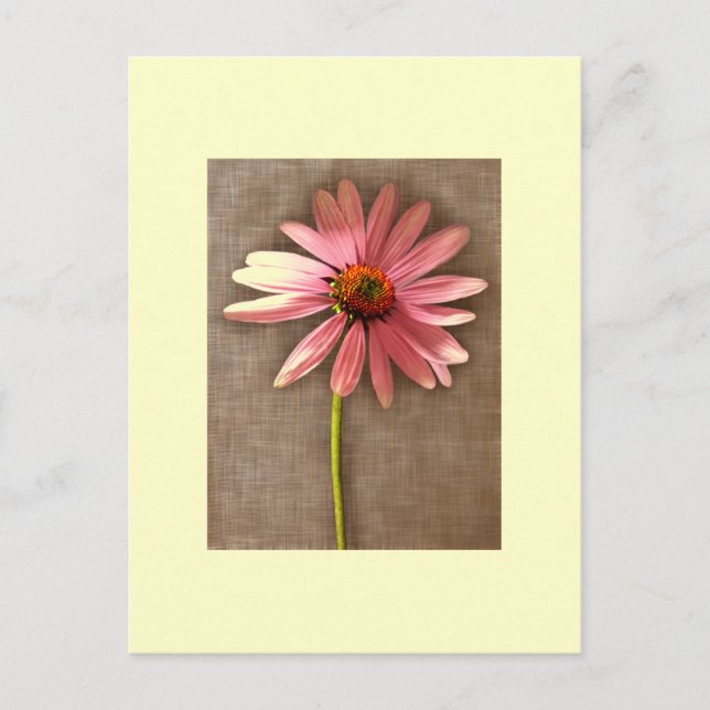 Lila Kone Blume Echinacea purpurea Postkarte (Vorderseite)