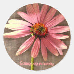 Lila Kone Blume Echinacea purpurea Runder Aufkleber