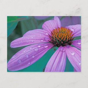 Lila Kone-Blume mit Wassertropfen Postkarte