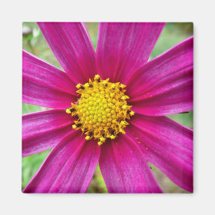 Lila Kosmos-Wildblume Magnet