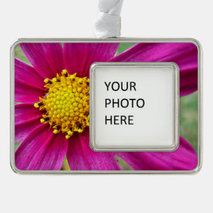 Lila Kosmos-Wildblume Rahmen-Ornament Silber