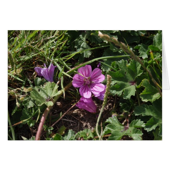 Lila Kranesbill (Vorderseite (Horizontal))
