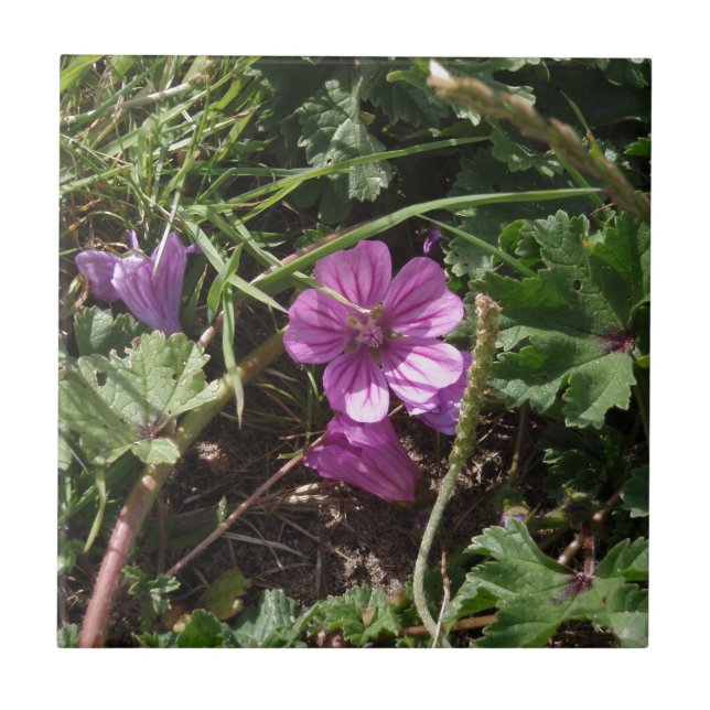 Lila Kranesbill Fliese (Vorderseite)