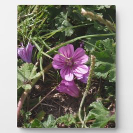 Lila Kranesbill Fotoplatte