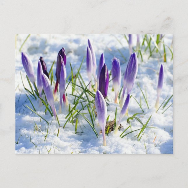 Lila Krokus-Blume im Schnee Frost Postkarte (Vorderseite)