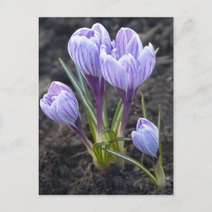 LILA KROKUS POSTKARTE