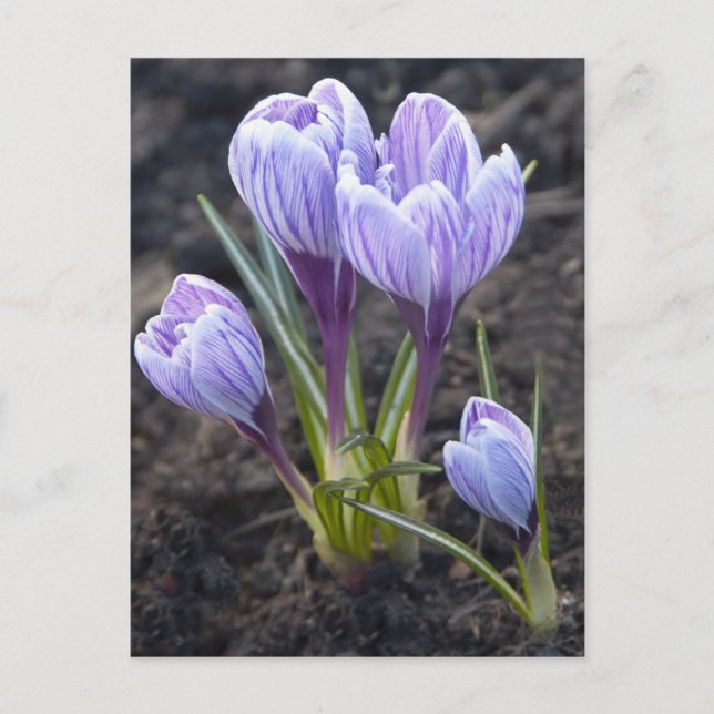 LILA KROKUS POSTKARTE (Vorderseite)