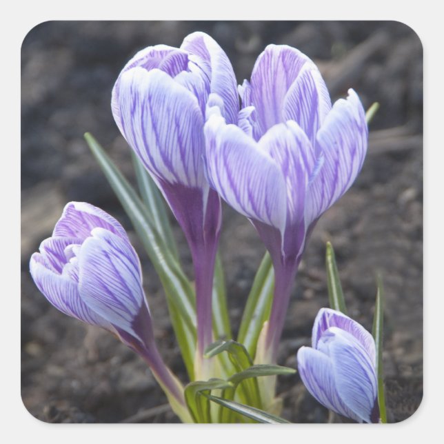 LILA KROKUS QUADRATISCHER AUFKLEBER (Vorderseite)