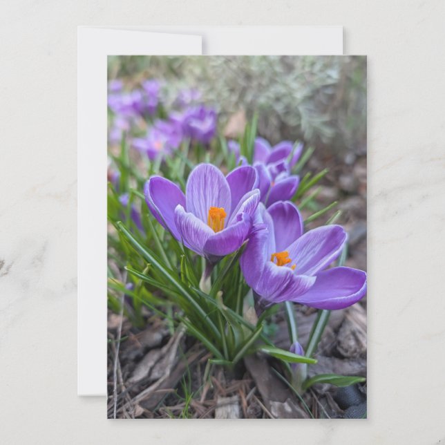 Lila Krokusblüte Einladung (Vorderseite)