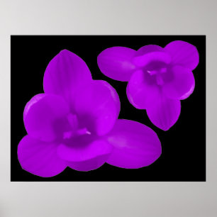 Lila Krokusdruck Poster