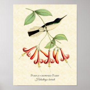 Lila Kronleuchte Hummingbird Art Print Poster