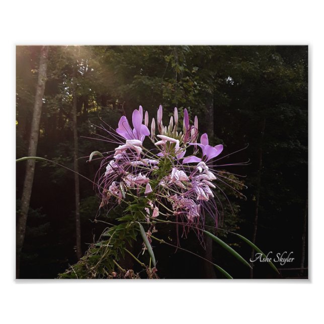 Lila Lashes Fotodruck (Vorne)