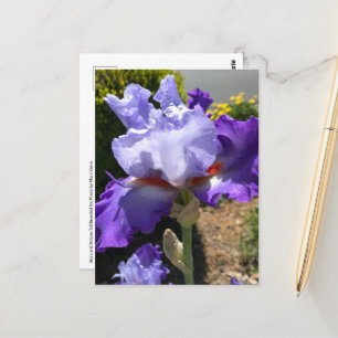 Lila & Lavendel Bearded Iris Postkarte