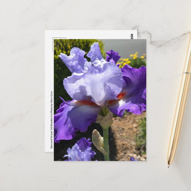 Lila & Lavendel Bearded Iris Postkarte (Vorderseite/Rückseite Beispiel)
