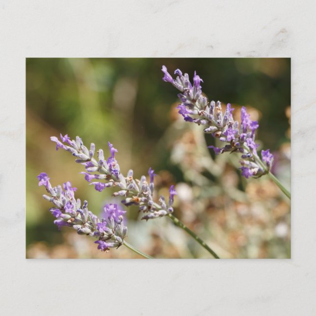 Lila Lavendel-Blume Postkarte (Vorderseite)