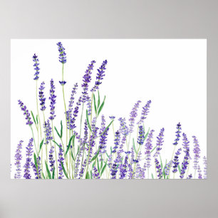 lila Lavendel horizontal Aquarell Poster