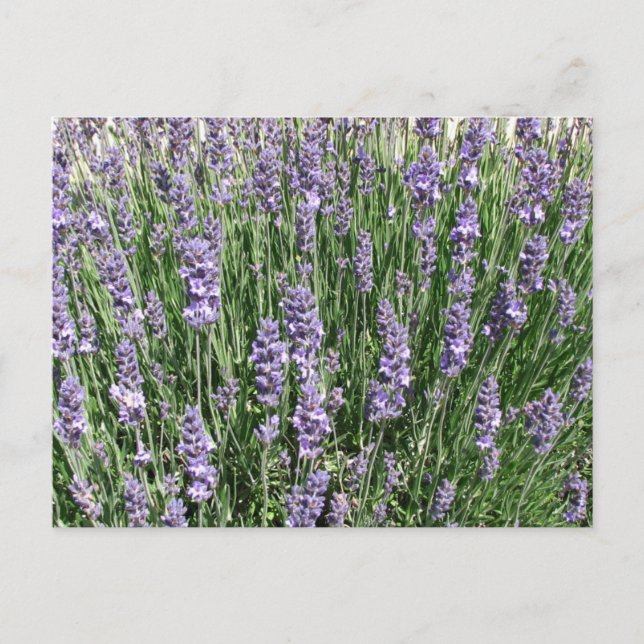 Lila Lavender Delight Postkarte (Vorderseite)
