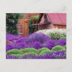 Lila Lavender Italia Postkarte