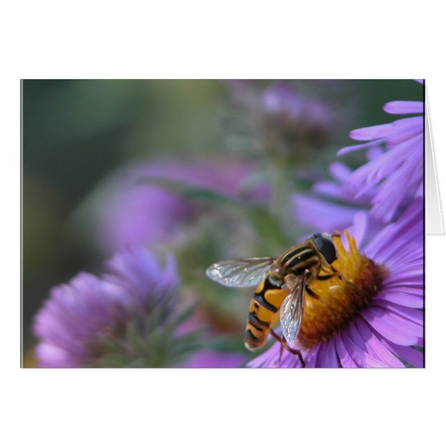 Lila Leidenschaft (Vorderseite (Horizontal))