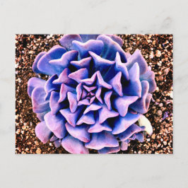 Lila Leidenschaft Postkarte