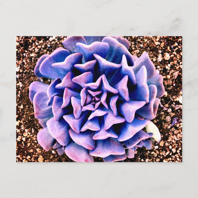 Lila Leidenschaft Postkarte (Vorderseite)