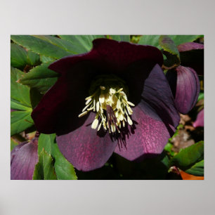 Lila Lenten Rose Osterglocke Poster