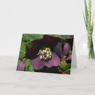 Lila Lenten Rose Ostern Blume Feiertagskarte