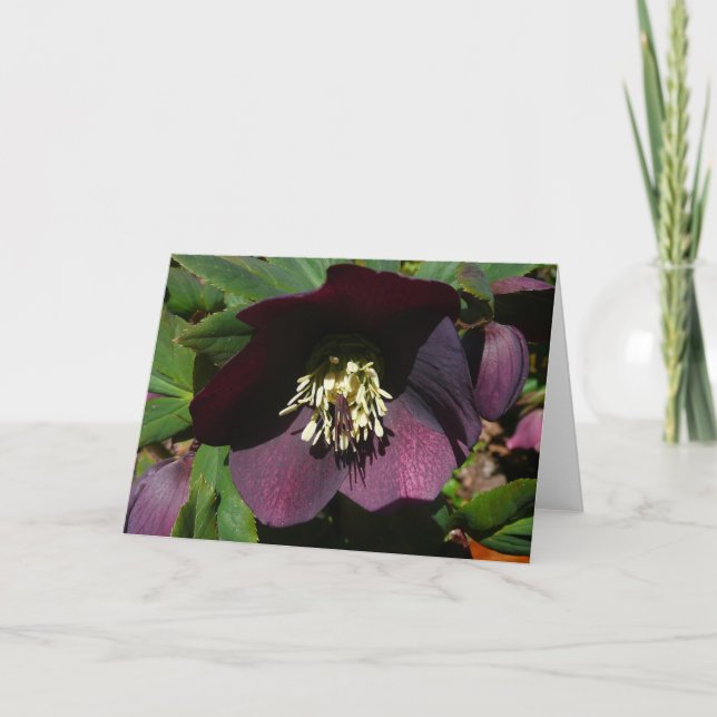 Lila Lenten Rose Ostern Blume Feiertagskarte (Vorderseite)
