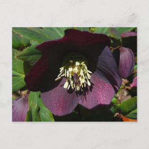 Lila Lenten Rose Ostern Blume Feiertagspostkarte