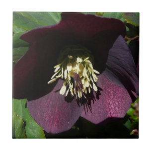 Lila Lenten Rose Ostern Blume Fliese