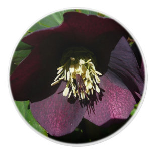 Lila Lenten Rose Ostern Blume Keramikknauf