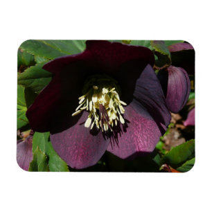 Lila Lenten Rose Ostern Blume Magnet