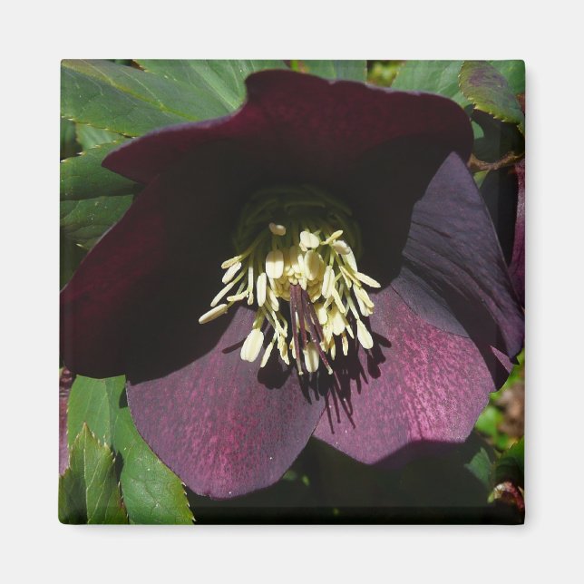 Lila Lenten Rose Ostern Blume Magnet (Vorne)
