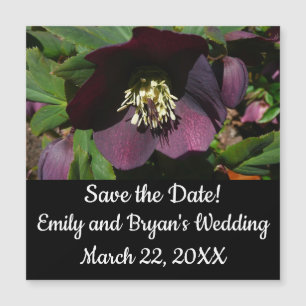 Lila Lenten Rose Ostern Blume Magnetkarte