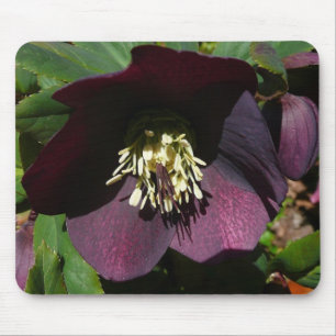 Lila Lenten Rose Ostern Blume Mousepad