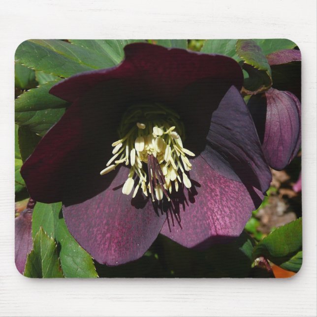 Lila Lenten Rose Ostern Blume Mousepad (Vorne)