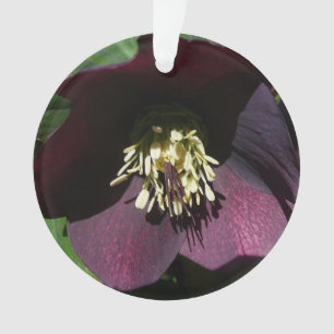 Lila Lenten Rose Ostern Blume Ornament