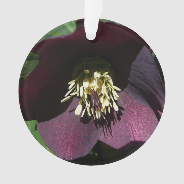 Lila Lenten Rose Ostern Blume Ornament (Vorderseite)