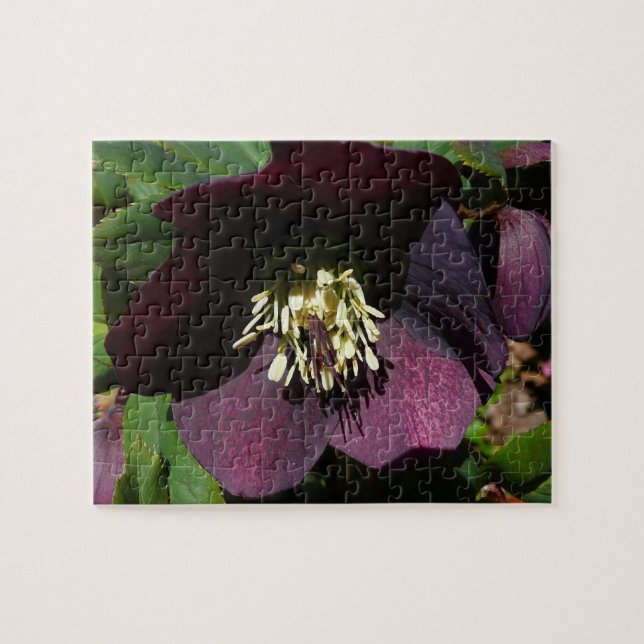 Lila Lenten Rose Ostern Blume Puzzle (Horizontal)