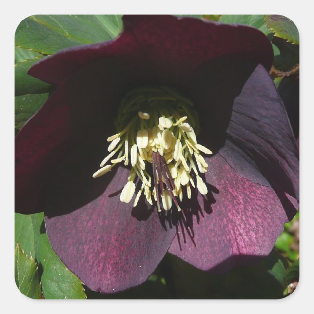 Lila Lenten Rose Ostern Blume Quadratischer Aufkleber (Vorderseite)
