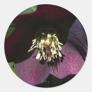 Lila Lenten Rose Ostern Blume Runder Aufkleber
