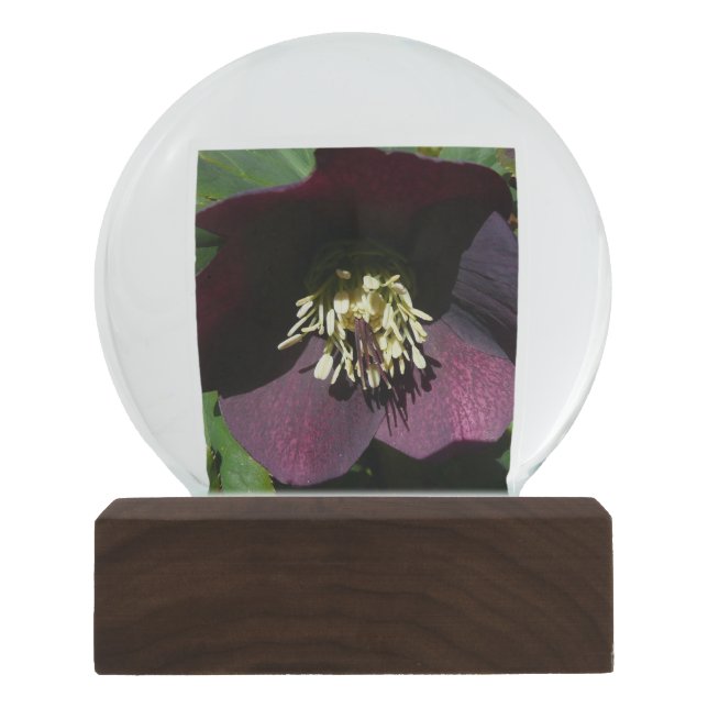 Lila Lenten Rose Ostern Blume Schneekugel (Vorderseite)