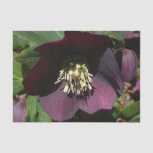 Lila Lenten Rose Ostern Blume Seidenpapier