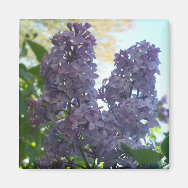 Lila Lilac 8 Magnet (Vorne)