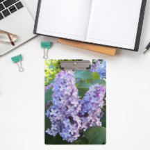 Lila Lilac Blooms Floral