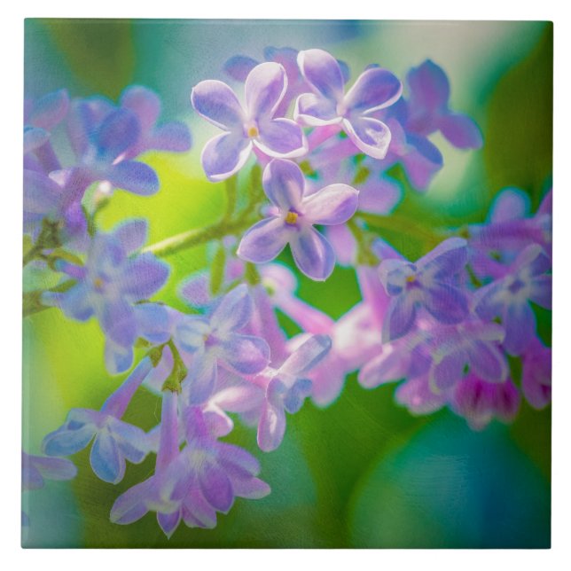 Lila Lilac-Blume Fliese (Vorderseite)