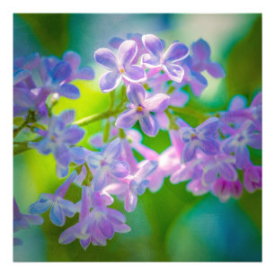 Lila Lilac-Blume Fotodruck
