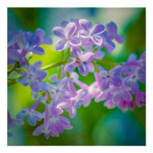 Lila Lilac-Blume Poster