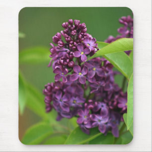 Lila Lilac Mousepad